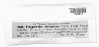 Melanconiella hyperopta image